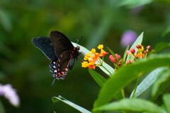 Mimoides thymbraeus aconophos