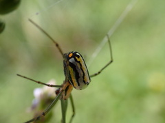 Leucauge regnyi