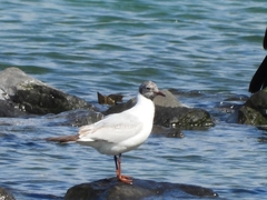 Chroicocephalus ridibundus