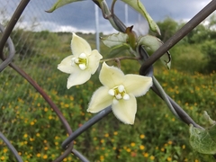 Funastrum pannosum