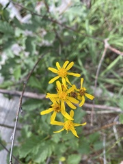 Senecio triangularis