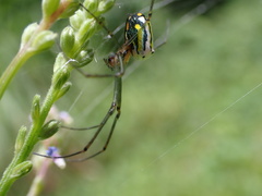 Leucauge regnyi