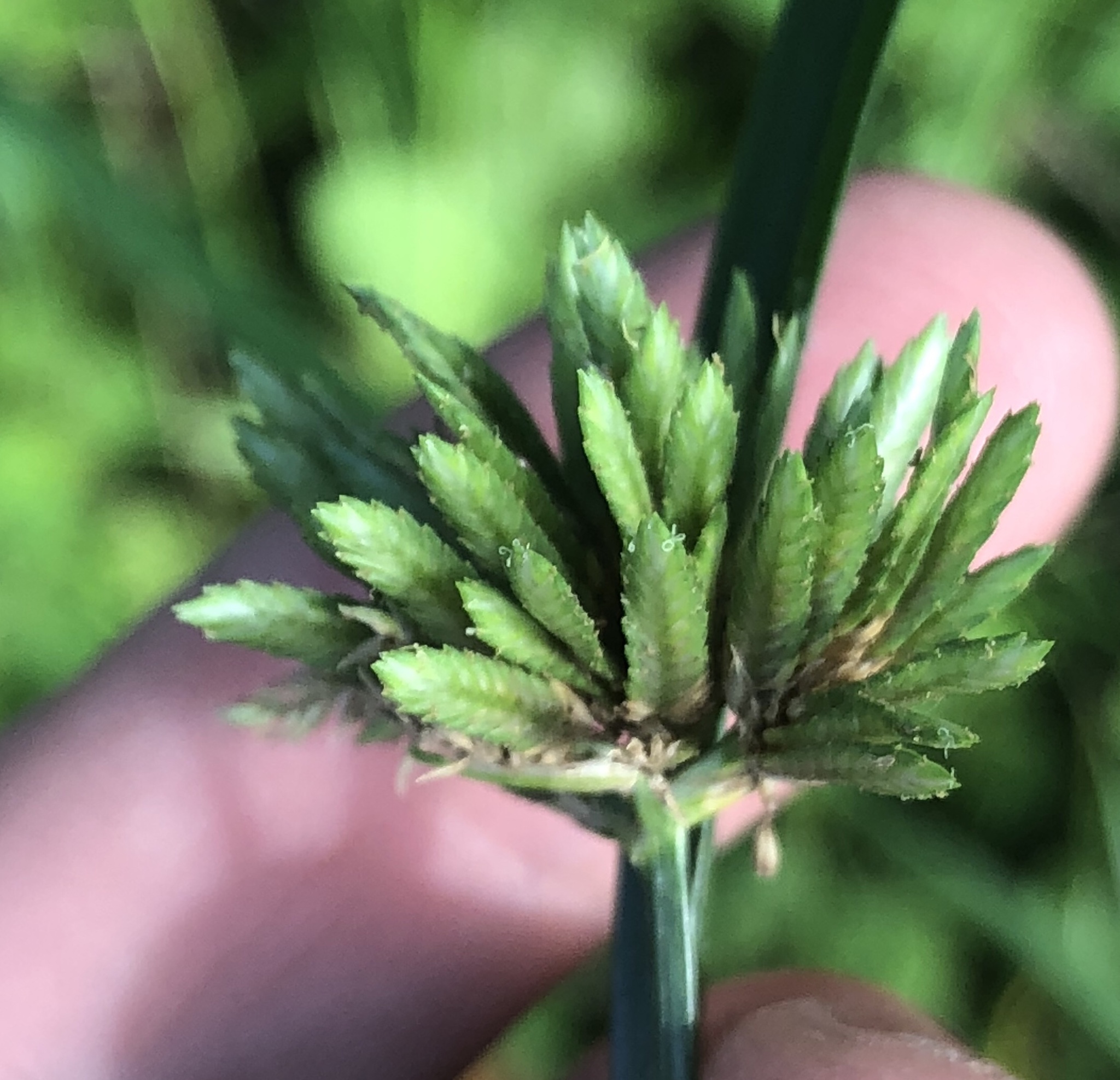 Cyperus oxylepis