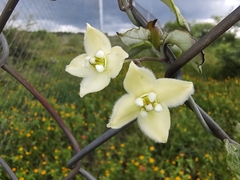 Funastrum pannosum