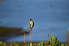 Spinus barbatus