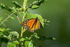 Danaus plexippus plexippus