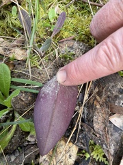 Cryptostylis leptochila