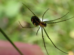 Leucauge regnyi