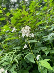 Hydrangea