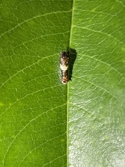 Papilioninae