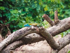 Cnemidophorus gaigei