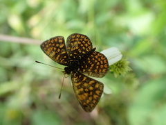 Antillea pelops