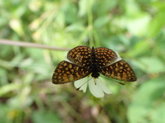 Antillea pelops
