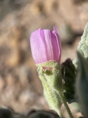 Sphaeralcea ambigua rosacea