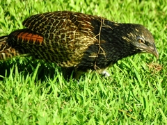Centropus phasianinus