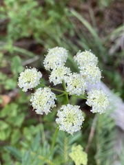 Ligusticum