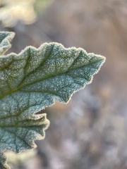 Sphaeralcea ambigua rosacea