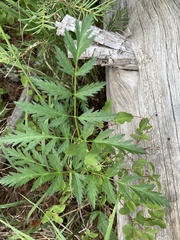 Ligusticum