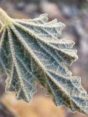 Sphaeralcea ambigua rosacea