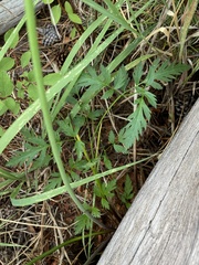 Ligusticum