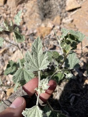 Sphaeralcea ambigua rosacea
