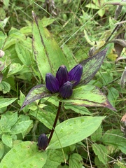 Gentiana clausa