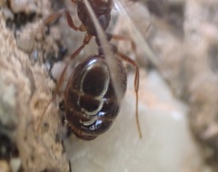 Solenopsis