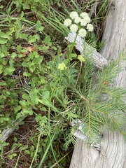 Ligusticum