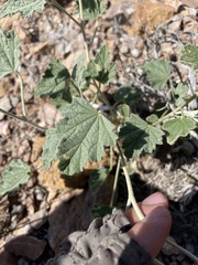 Sphaeralcea ambigua rosacea