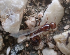 Solenopsis