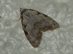 Nola triquetrana