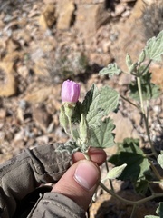 Sphaeralcea ambigua rosacea