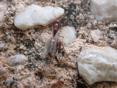 Solenopsis