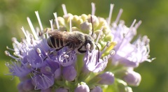 Megachile rotundata