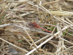Diplacodes bipunctata