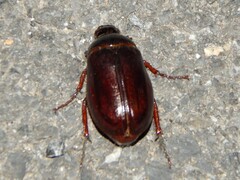Phyllophaga