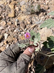 Sphaeralcea ambigua rosacea