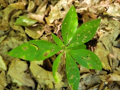 Lysimachia borealis