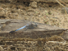 Orthetrum caledonicum