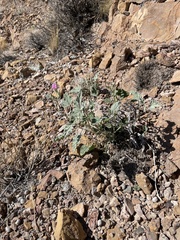 Sphaeralcea ambigua rosacea