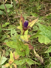 Gentiana clausa