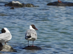 Ichthyaetus melanocephalus