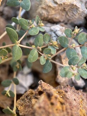 Euphorbia micromera