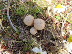 Lycoperdon