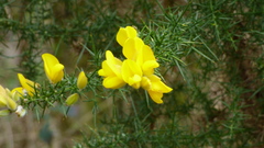 Ulex europaeus