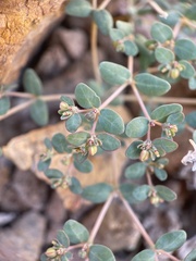 Euphorbia micromera