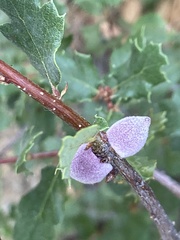 Disholcaspis simulata