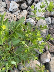 Potentilla