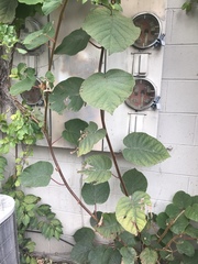 Actinidia