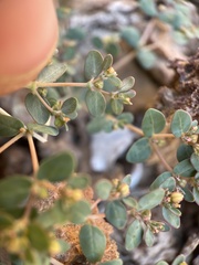 Euphorbia micromera